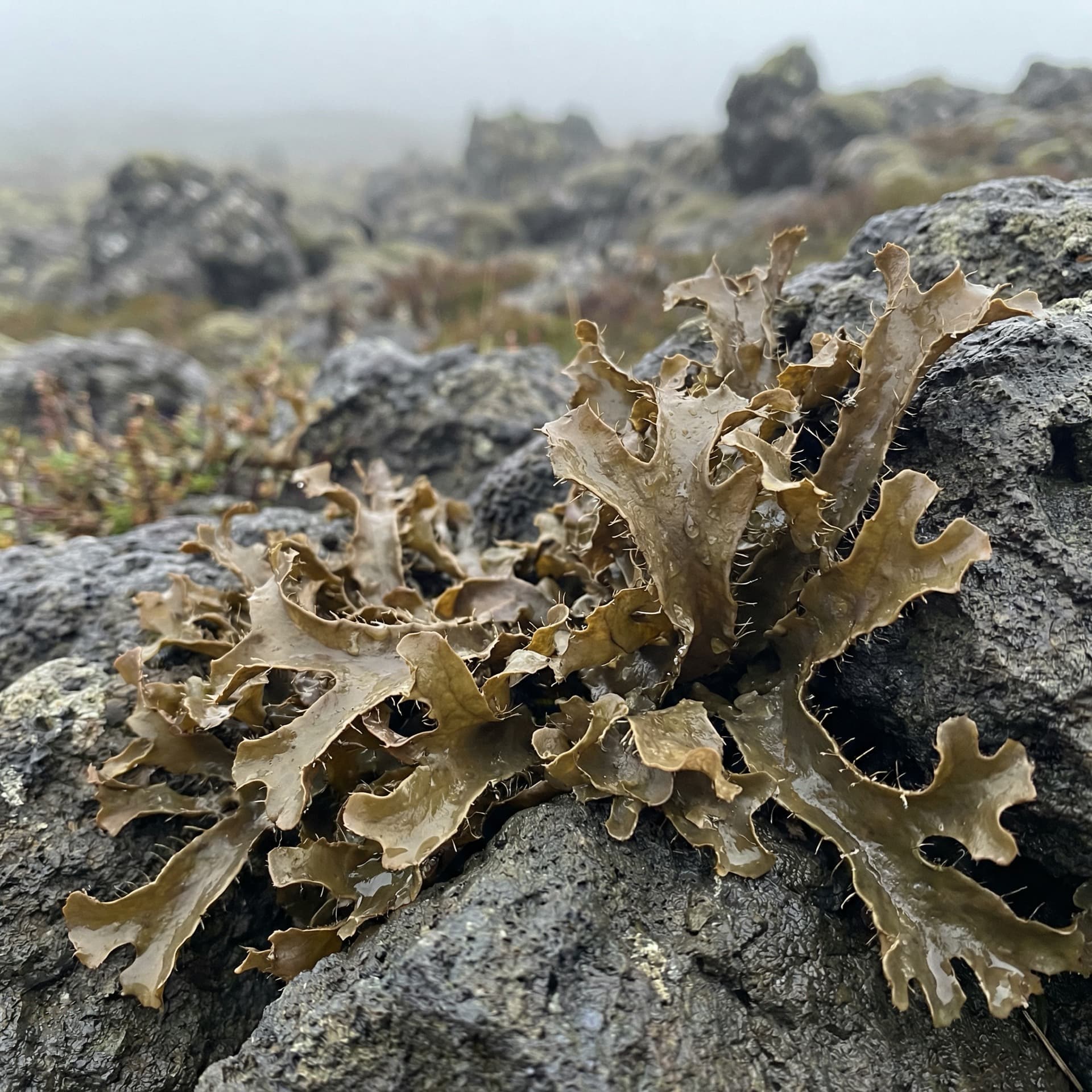 Icelandic Moss