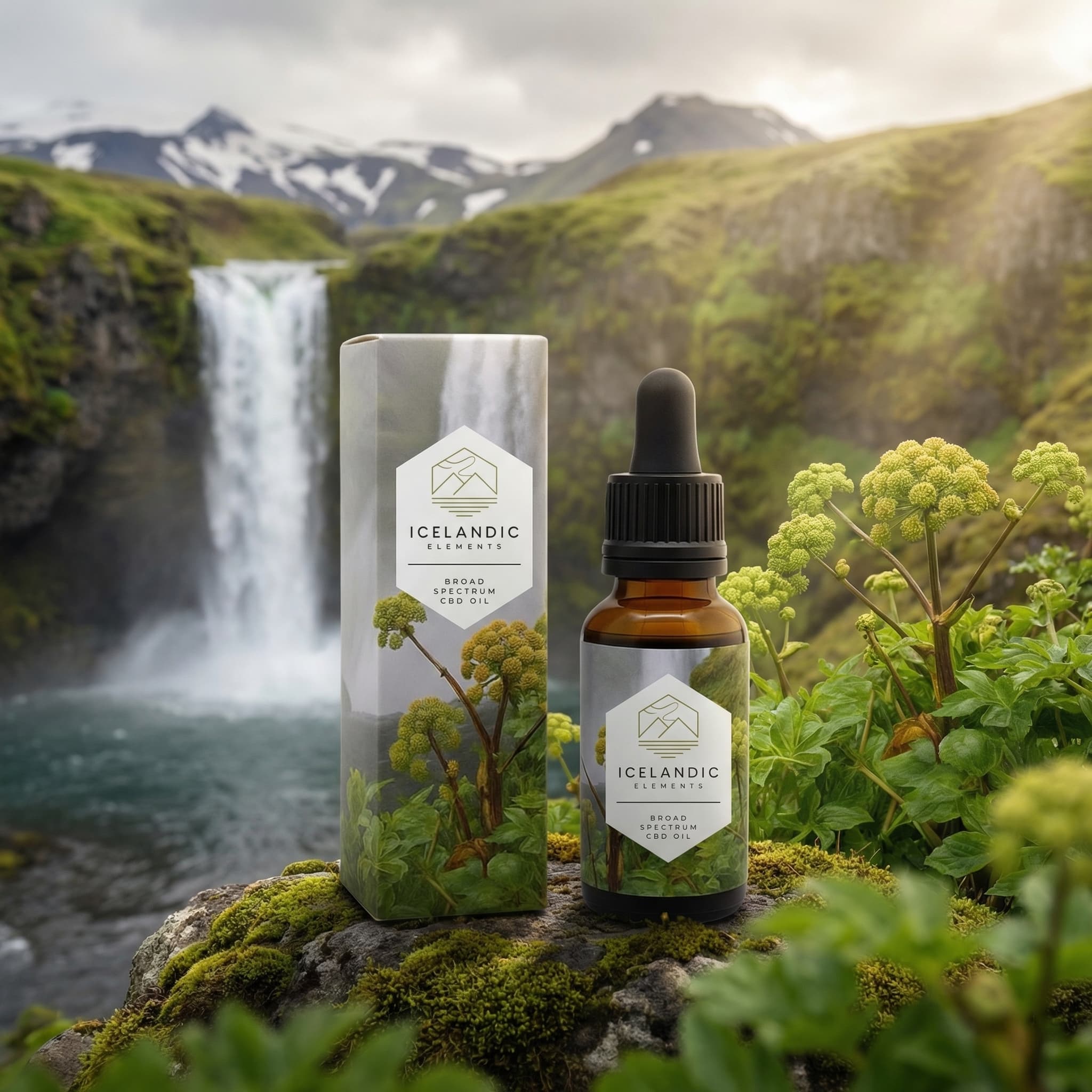 Angelica Balance Full Spectrum Oil